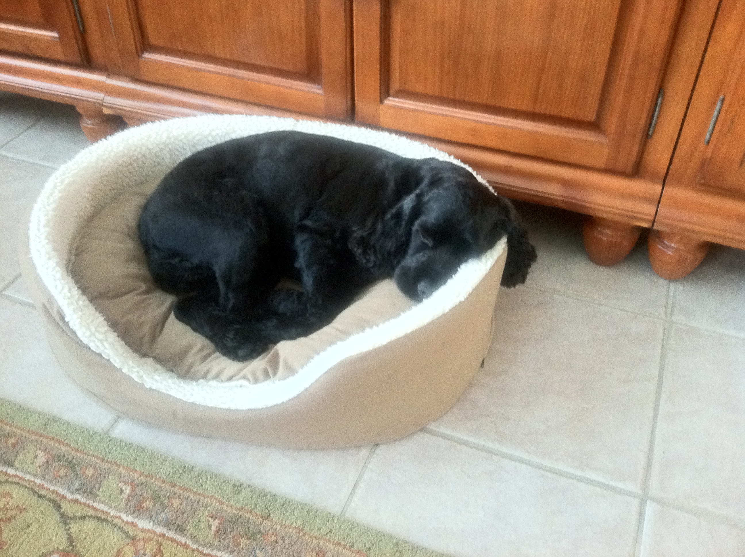sadie-snoozing-in-her-favorite-bed