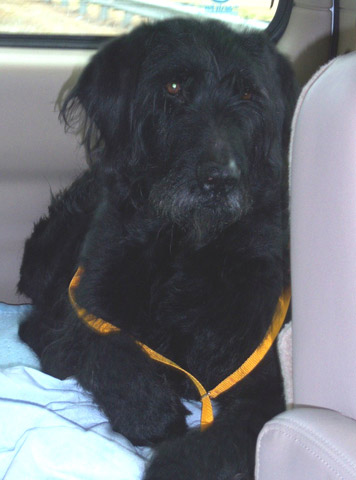 solomon-or-ramzi-on-car-seat-small_edited