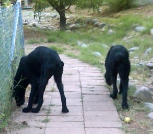 Soloman and Ramzi Exploring