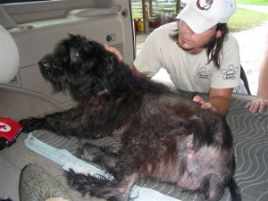 Sheba Goes For A Ride!