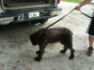 Sheba Leaving For A New Life