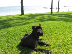 Sheba New Home