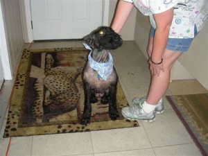 Sheba's New Haircut!