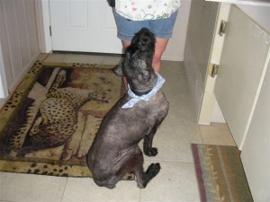 Sheba Wants Cookie!
