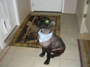 Sheba Sits Real Pretty!