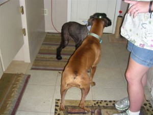 Sheba Meeting The Crew