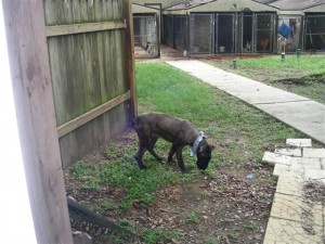 Sheba Has New Freedom!