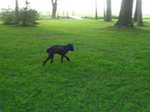 Sheba Off Leash
