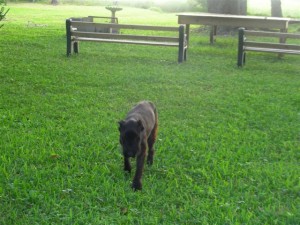 Sheba Did You Say "Come?"