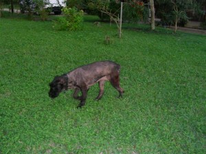 Sheba Looking Good