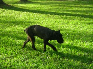 Sheba My Right Side Is My Better Side