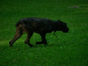 Sheba There's Something I Need To Chase