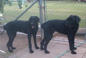 Solomon & Ramsi Guard The Gate