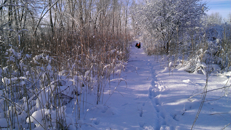 Winter Walk