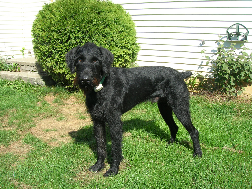 Cisco At His New Home