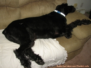 Bubba Has Taken Over Charlie's Sofa