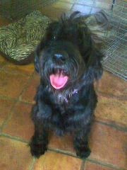 Bubba