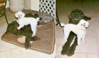 Bubba & Charlie Enjoy Poodle Companionship