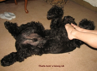Charlie Lovin A Tummy-rub
