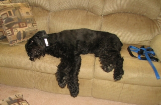 Charlie On His Sofa