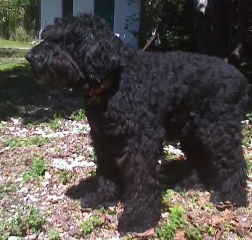 Charlie