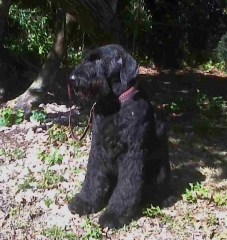 Charlie Groomed: My Best Side!