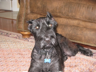 Sheba Relaxes At Home