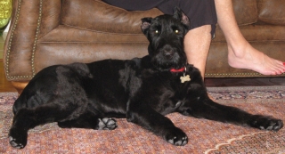 Sheba The Queen Nov 09