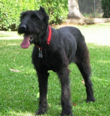 Beautiful Sheba