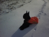 Chance resting winter