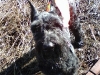 I\'m here Dad