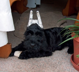 Cassie As A Puppy