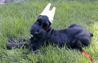 Chance The Conehead