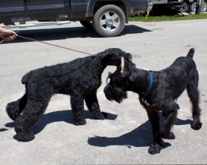 Brothers Turbo and Willie