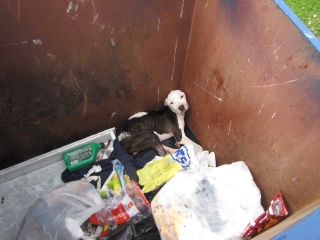 Dog In Dumpster