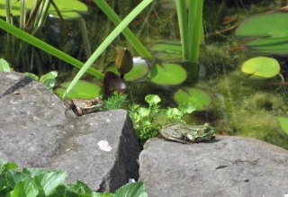 Froggies