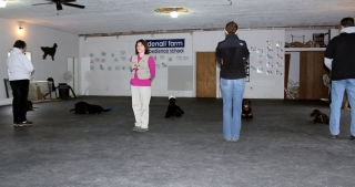 Training Class: Down Stay