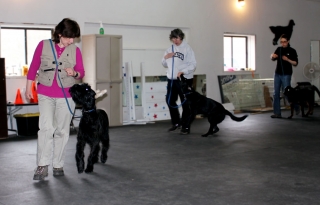 Training Class: Heeling