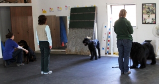 Training Class: Stand Stay