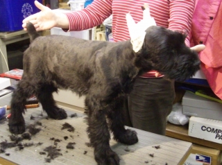 Willie First Haircut