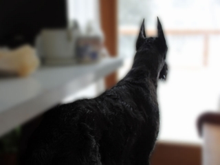 Willie\'s Ears Standing!