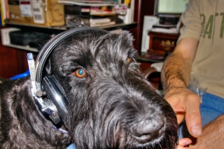 Willie Listens to Doggie Voicemail